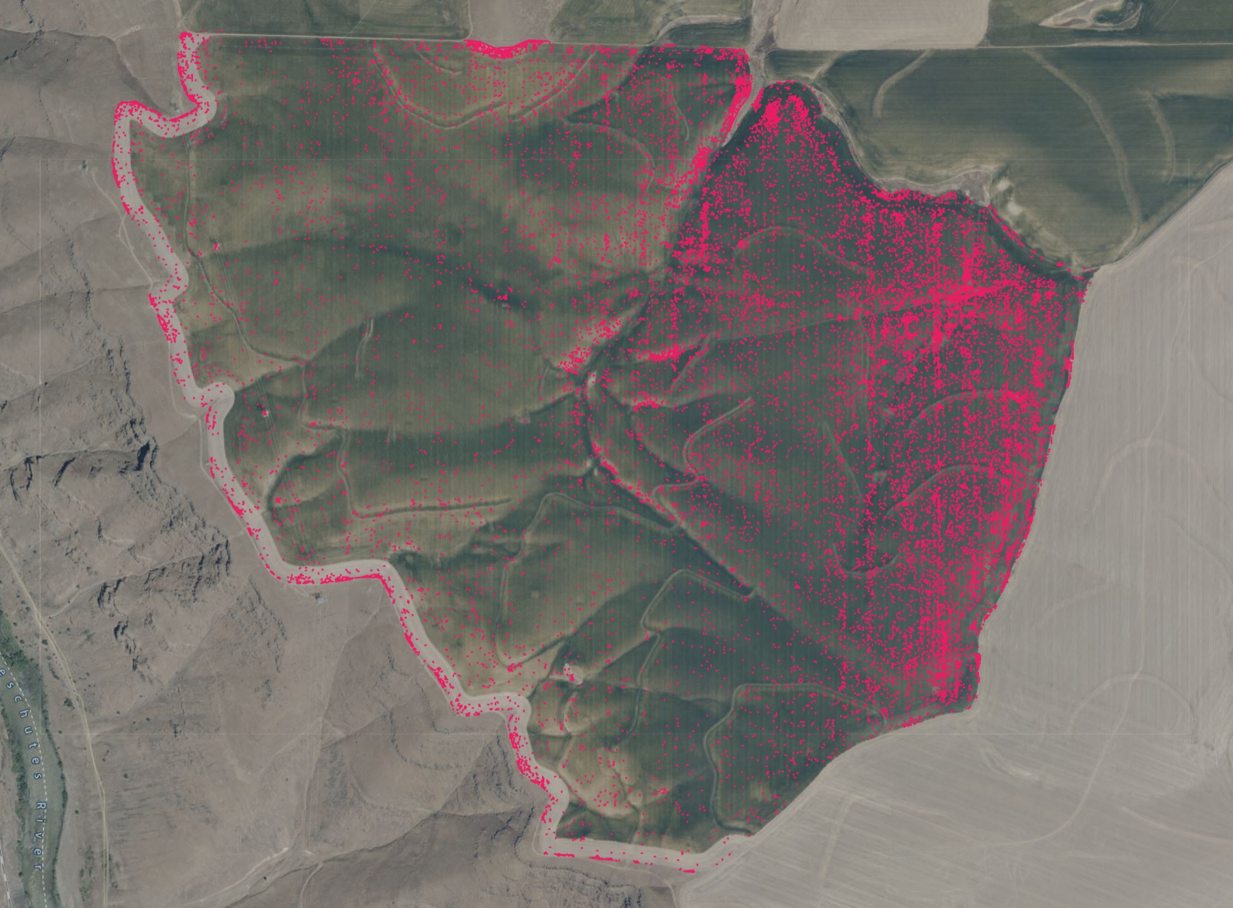 Agcopter weed map of a 679-acre fallow field, weeds shown as pink points clustered on one side over satellite imagery
